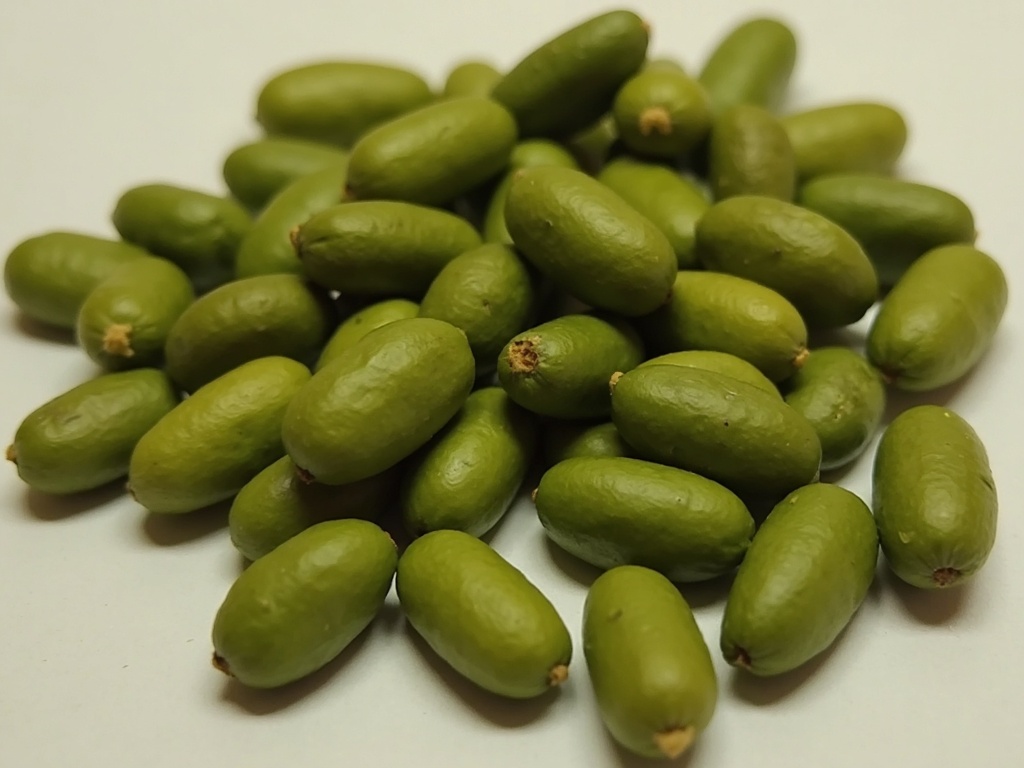 A handful of raw Excelsa coffee beans, showing their slightly elongated and distinct shape with a greenish hue.